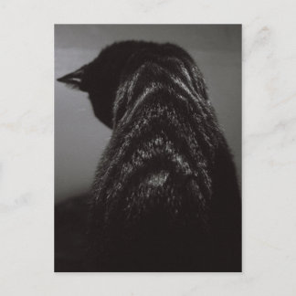 Svartvit katt vykort