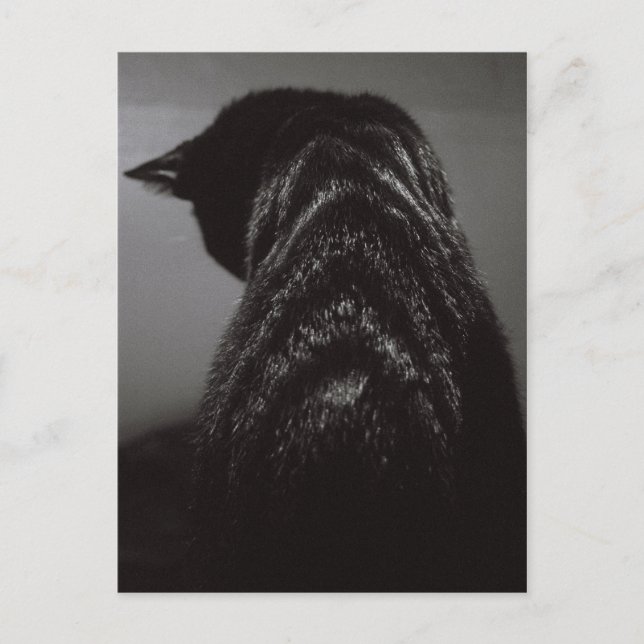Svartvit katt vykort (Framsida)