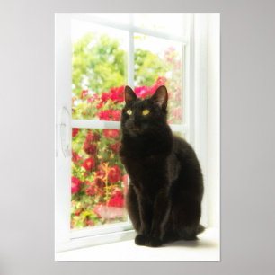 Svartvit kattram i vitt poster