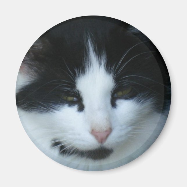 Svartvit Kattunge Magnet (Framsidan)