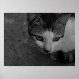 Svartvit - Kattunge Poster