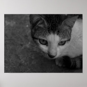 Svartvit - Kattunge Poster