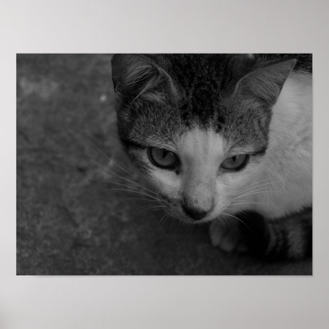 Svartvit - Kattunge Poster (Framsidan)