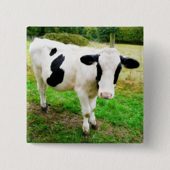 Svartvit ko för apostrof S Knapp (Framsida)