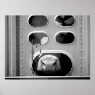Svartvit koka som häller näsa till 16 x 20 poster