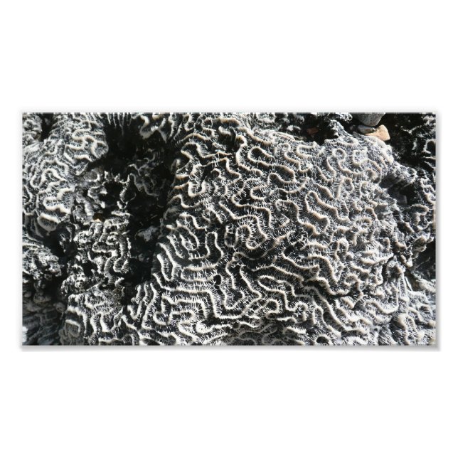 Svartvit korall I Abstrakt Natur Foto (Framsidan)