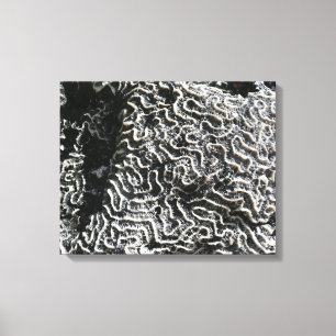 Svartvit korall I Abstrakt Natur Foto Canvastryck