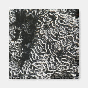 Svartvit korall I Abstrakt Natur Foto Magnet