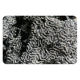 Svartvit korall I Abstrakt Natur Foto Magnet