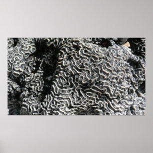 Svartvit korall I Abstrakt Natur Foto Poster
