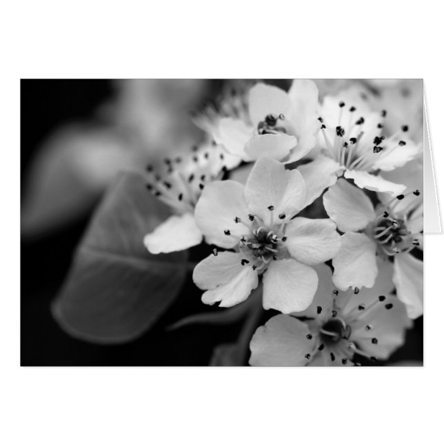 Svartvit körsbärsröd blommar hälsningskort (Framsidan Horizontal)