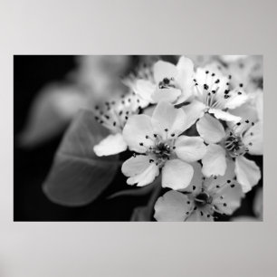 Svartvit körsbärsröd blommar poster