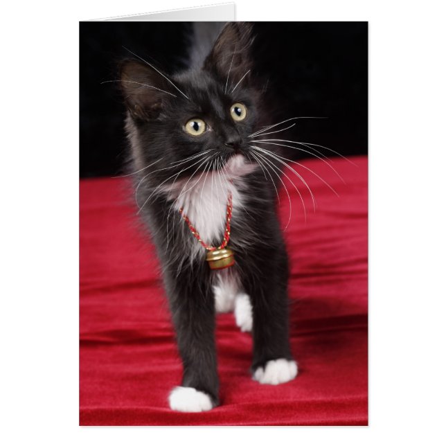 Svartvit kort-ledd kattunge, 2 1/2 månader hälsningskort (Framsidan)