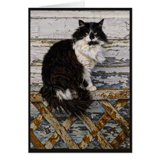 Svartvit lång hårsmokingkatt på staket hälsningskort