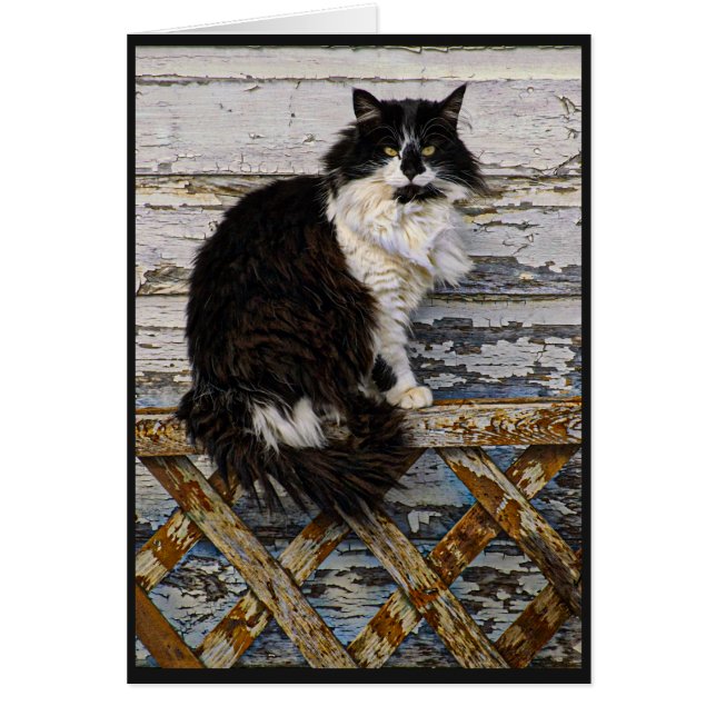 Svartvit lång hårsmokingkatt på staket hälsningskort (Framsidan)