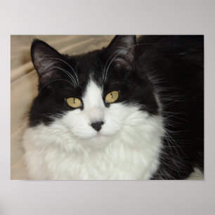 Svartvit Långhårigare kattkläder Poster