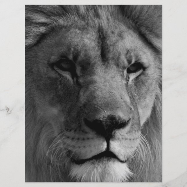 Svartvit Lejon Brevhuvud (Framsida)