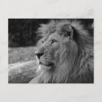 Svartvit Lejon om Kung - Fotografi på djur