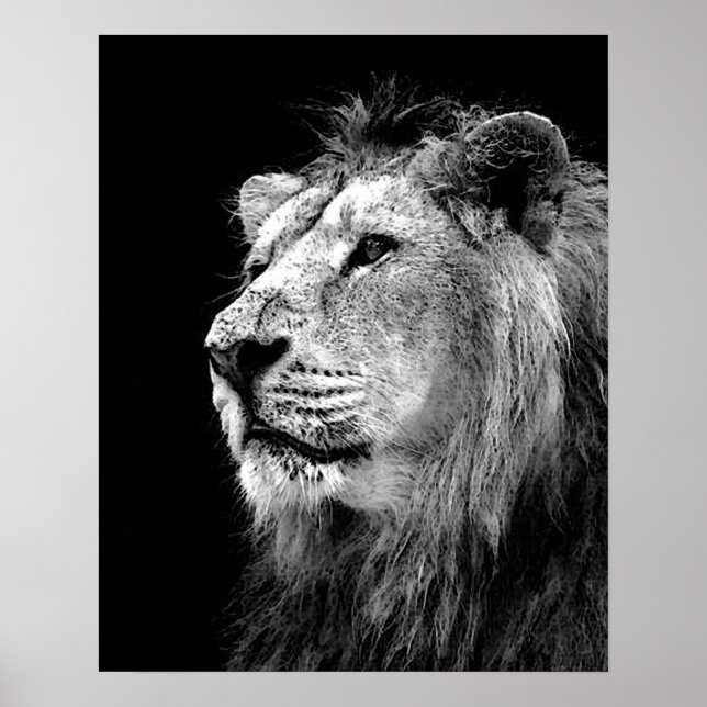 Svartvit Lejon Poster - Fotografi av djur (Framsidan)