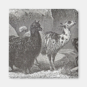 Svartvit Llama Alpaca Andes Animal Art Magnet