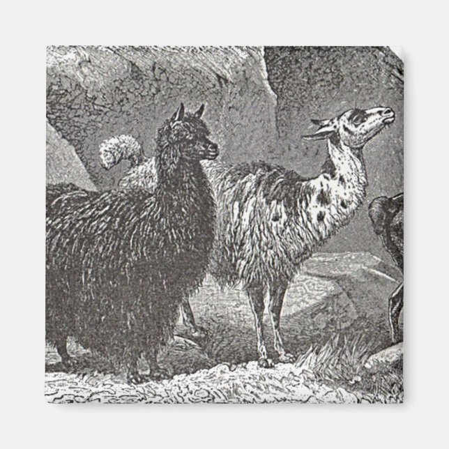 Svartvit Llama Alpaca Andes Animal Art Magnet (Framsidan)