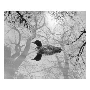 Svartvit loon på en sjö-utskrift fototryck