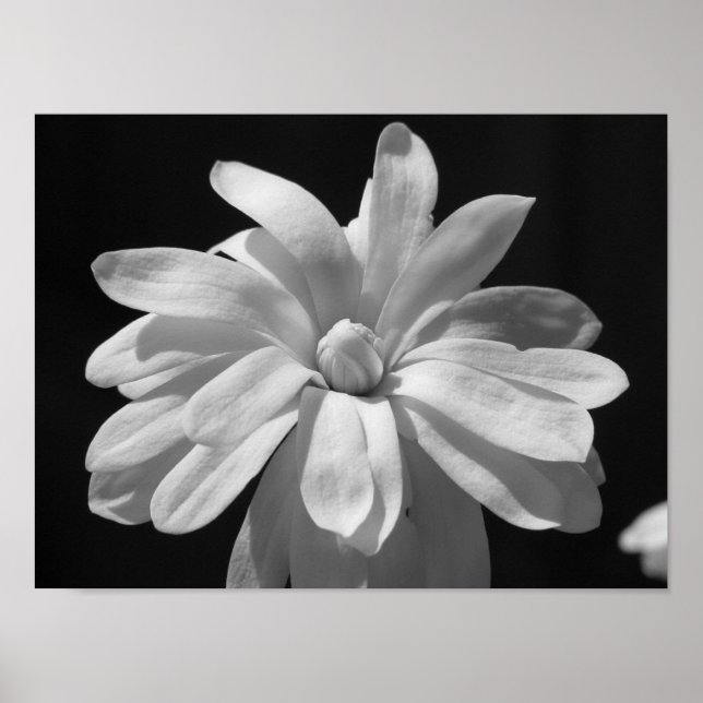 Svartvit Magnolia Centennial Poster (Framsidan)