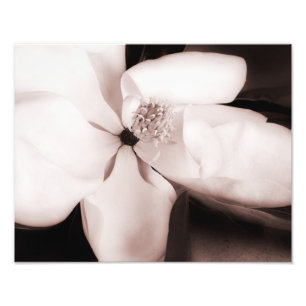 Svartvit Magnolia Flower Black-Abstrakt Fototryck
