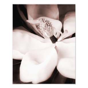 Svartvit Magnolia Flower Black-Abstrakt Fototryck