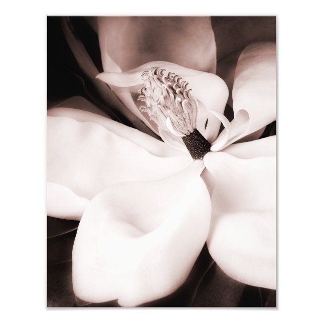 Svartvit Magnolia Flower Black-Abstrakt Fototryck (Framsidan)