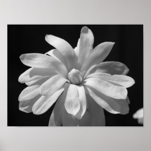 Svartvit Magnoliahundraårsjubileum Poster