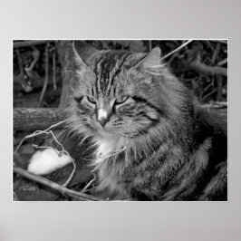 Svartvit maine Coon Cat Porträtt Poster