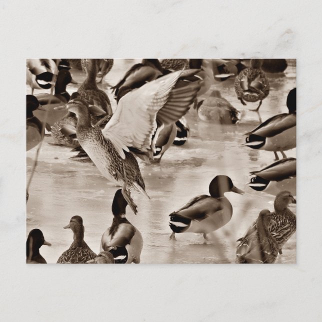 Svartvit Mallard Anka-vykort Vykort (Framsida)
