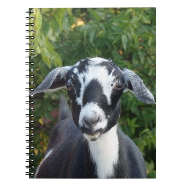 Svartvit Mini Nubian Dairy Goat Anteckningsbok (Framsidan)