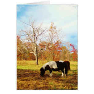 Svartvit Miniature Pony/Horse Hälsningskort