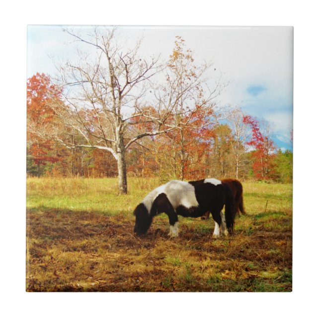 Svartvit Miniature Pony/Horse Kakelplatta (Framsidan)