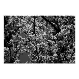 Svartvit monokrom Blommar Träd Perfect Poster