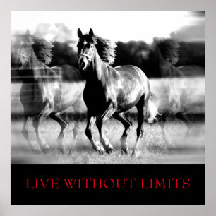 Svartvit Motivational Horse Levande utan gränser Poster