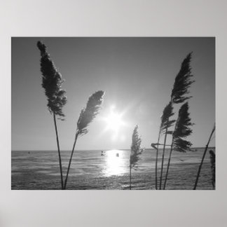 Svartvit ogräs poster