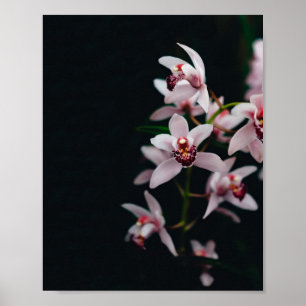 Svartvit, orchid-blomma, bakgrund poster