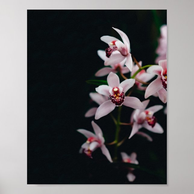 Svartvit, orchid-blomma, bakgrund poster (Framsidan)