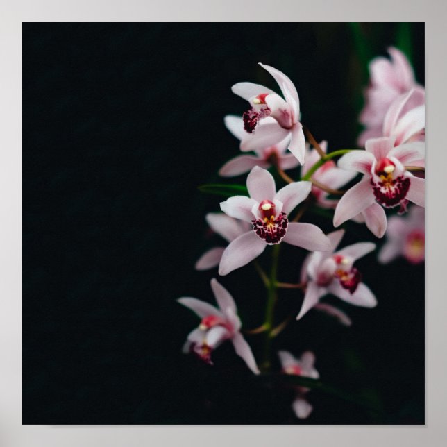 Svartvit, orchid-blomma, bakgrund poster (Framsidan)