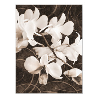 Svartvit, orchid-blomma Sepia-blommigt, svart bakg Fototryck