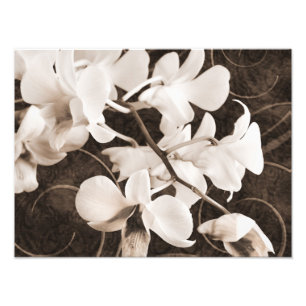 Svartvit, orchid-blomma Sepia-blommigt, svart bakg Fototryck