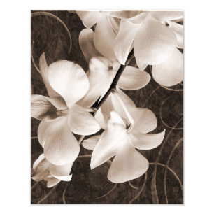 Svartvit, orchid-blomma Sepia-blommigt, svart bakg Fototryck