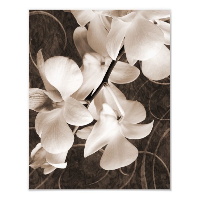Svartvit, orchid-blomma Sepia-blommigt, svart bakg Fototryck (Framsidan)