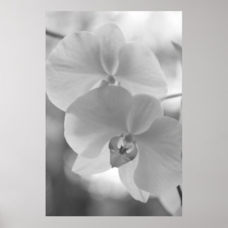 Svartvit Orchids Poster