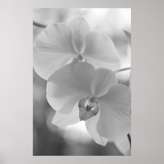 Svartvit Orchids Poster (Framsidan)
