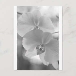 Svartvit Orchids Vykort