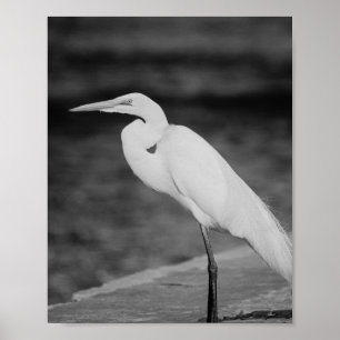 Svartvit öron Tropical Printable Art Poster